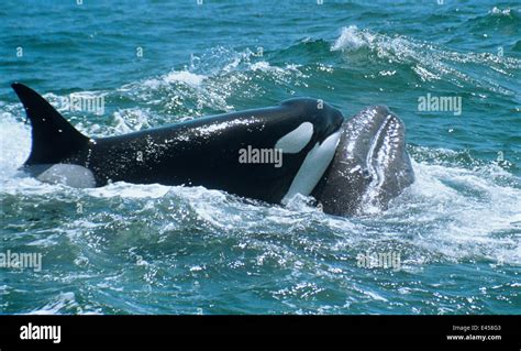 orcas attacking gray whales