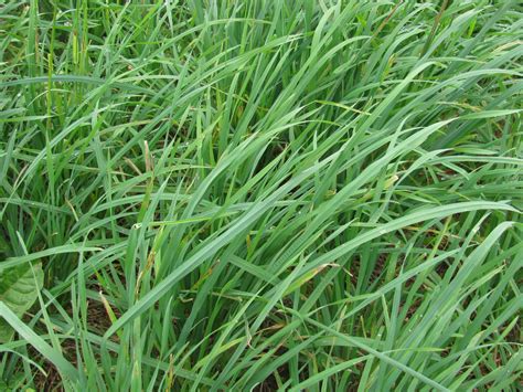 orchard grass for sale oregon