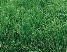 womenempowered.shop:orchard grass seed for sale near me