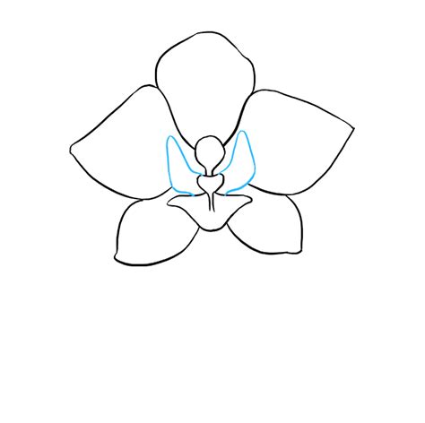 How To Draw An Orchid Flower Step By Step
