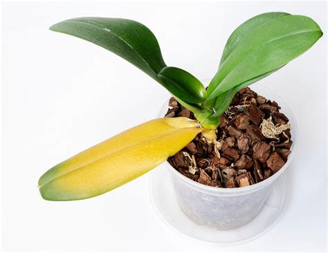 Reasons Why Orchid Leaves are Turning Yellow Plantly