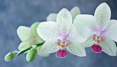 Orchidee Blanche Petite Fleurs