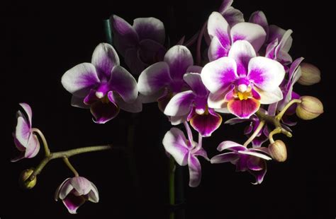 Orchid Black Background Wallpaper