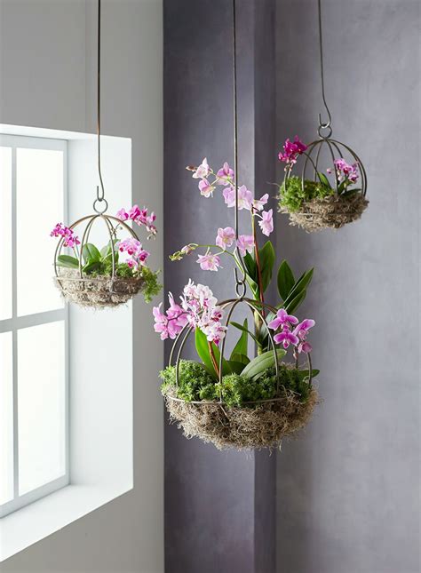 Orchid Hanging Pots