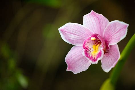 Orchid Pink: Bold Color Trend for 2023