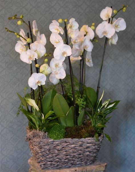 Orchid Stem Baskets