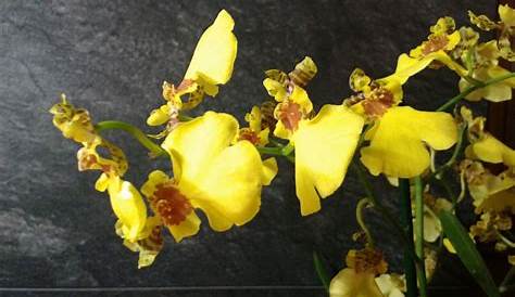 Orchidee Cambria Feuille Jaune Orchidée Artificielle 60 Cm Tiges D'orchidées