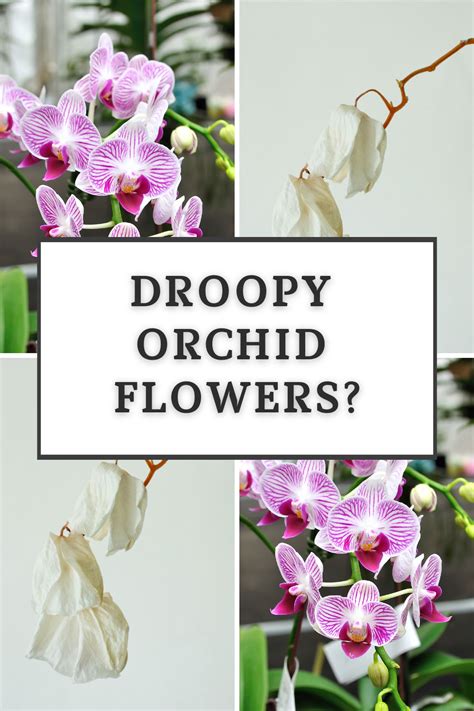 orchids are drooping