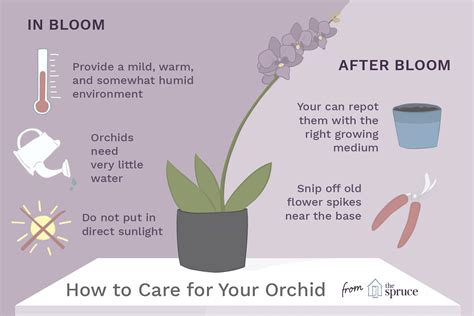 Orchids Maintenance