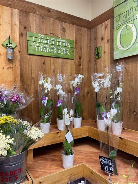 Orchids Trader Joe's