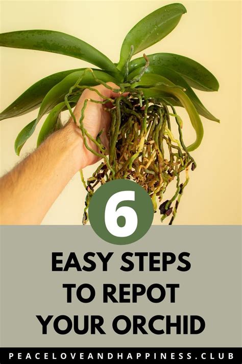 The Best Orchids When To Repot References