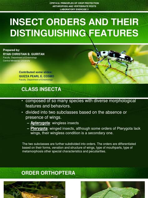 Orders In The Class Insecta