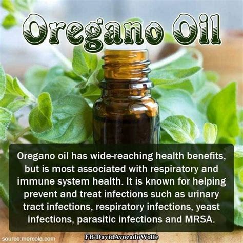 oregano oil for uti