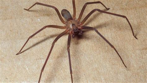 oregon brown recluse