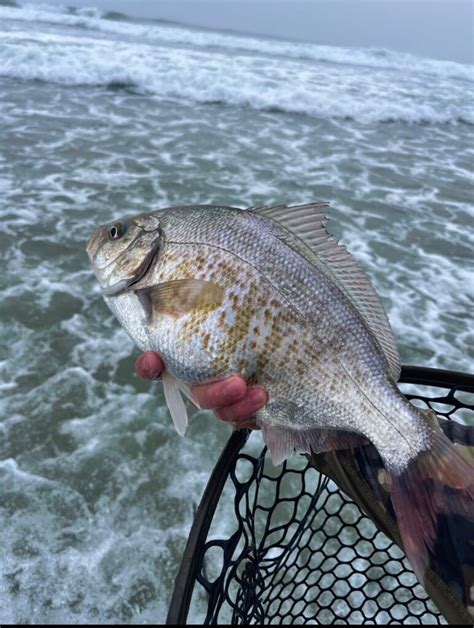 Oregon State Record Surf Perch