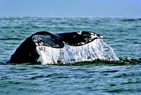 oregon whale watching best times