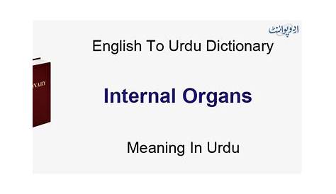 Organ Loft Meaning In Urdu Woman Body Parts Name / Human Body Parts Names