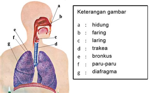 Organ Pernapasan