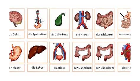 Organe Mensch - Die Bausteine des Körpers erklärt