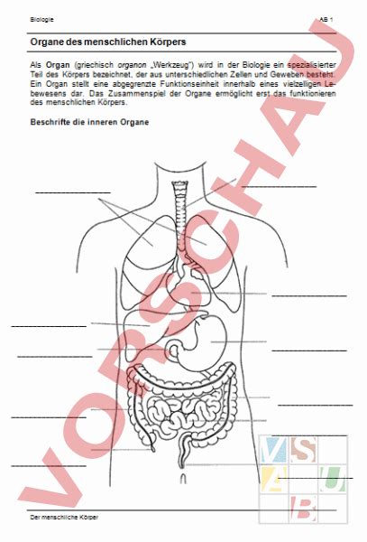 Arbeitsblatt Verdauungssystem Mensch Margaret Pitts Schule