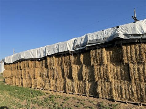 organic alfalfa hay for sale