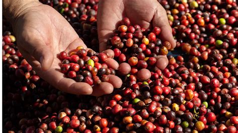 Organic Coffee Distributor