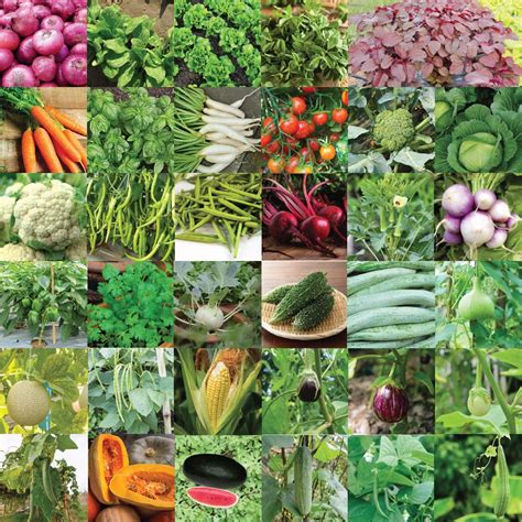 Jubilant Organic Vegetable Seeds Combo 10 Varieties Of Vegetable seeds