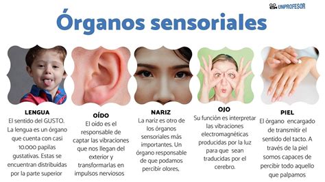 organos de los sentidos y su funcion