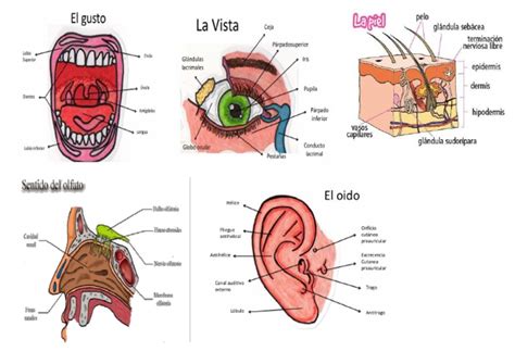 organos de los sentidos y sus partes