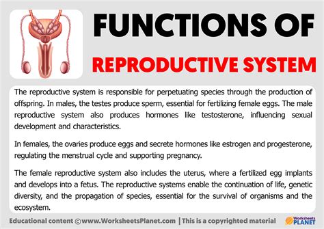Organs Of Reproductive System And Their Functions