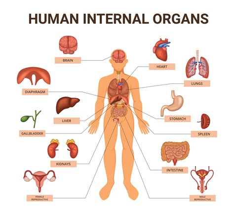 organs of the human system