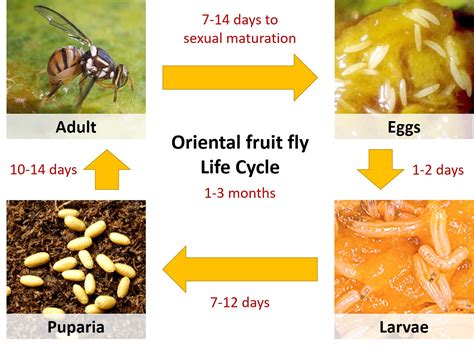 oriental fruit fly life cycle