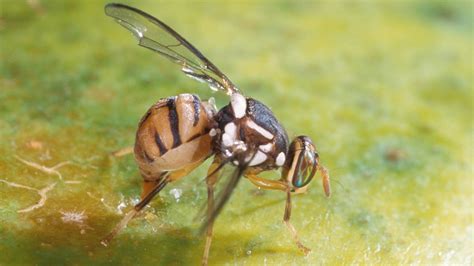 oriental fruit fly quarantine