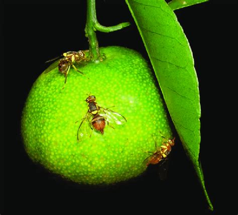 oriental fruit fly size