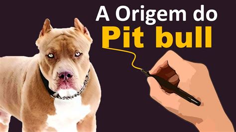 origem do pit bull
