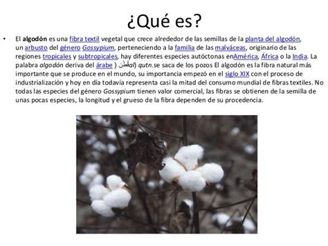 origen de la palabra algodon, por favor. Brainly.lat