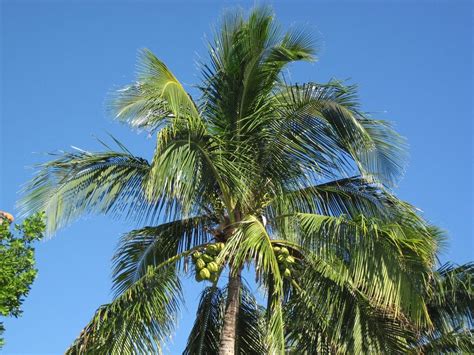 origen de la palmera
