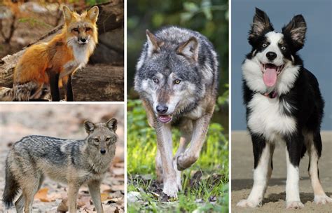 origin of dogs from wolves