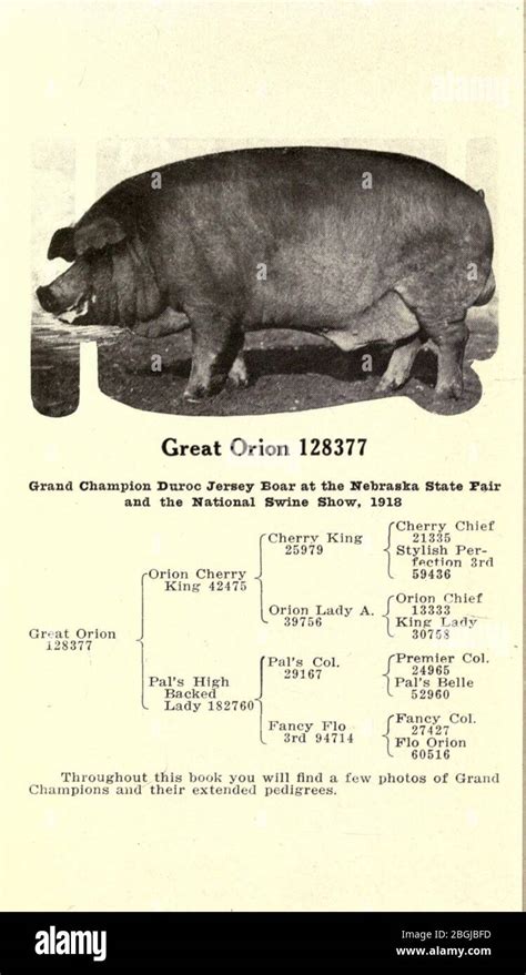 origin of duroc
