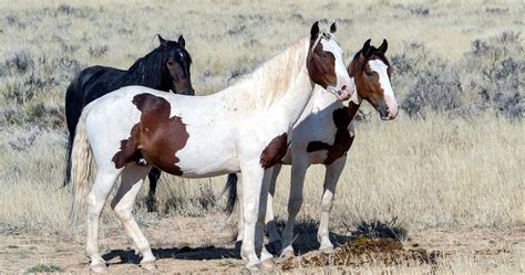 origin of the mustang horse