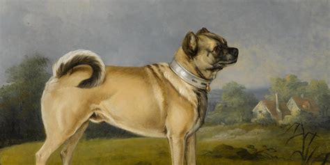 original breed dog