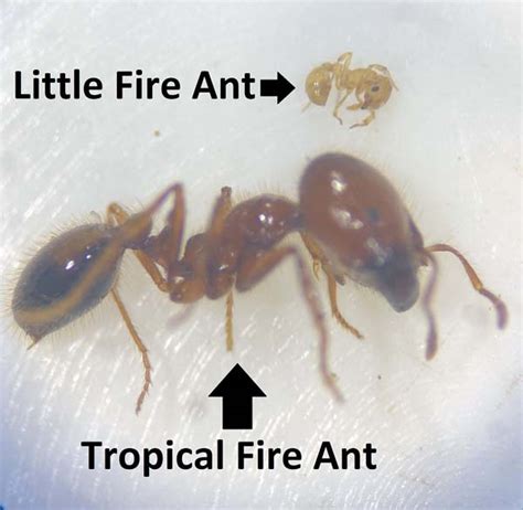 original habitat of fire ant
