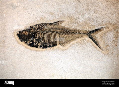 Original Remains Fossil Examples