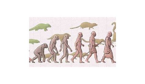 L'evoluzione dell'uomo in una timeline
