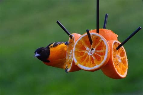 orioles bird food