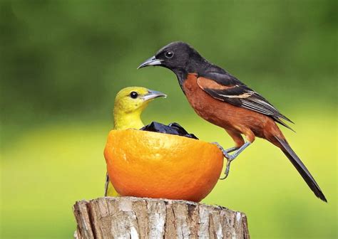 orioles of the world