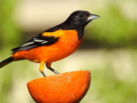 orioles the bird pictures