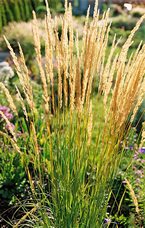 Get It Growing Ornamental grass adds beauty with minimum effort