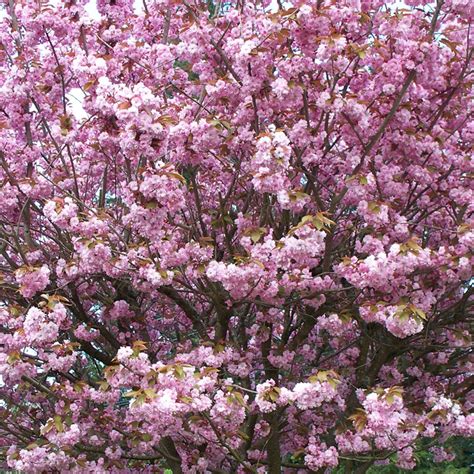 ornamental cherry tree varieties