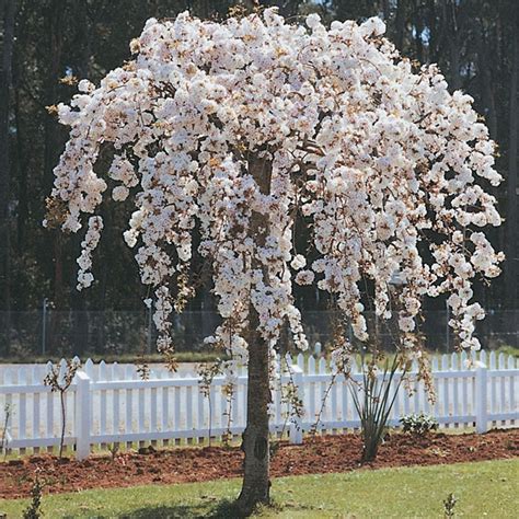 ornamental cherry tree weeping